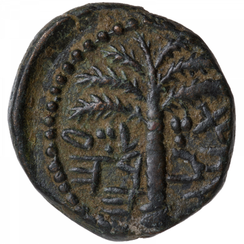 Palm tree; Paleo-Hebrew: ‘L’ZR HKHN (Eleazar, the priest)