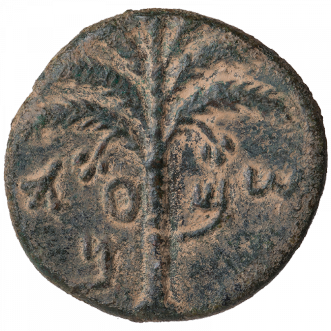 Palm tree; Paleo-Hebrew: ŠM’WN (Shimeon)